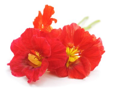 Beyaz bir arka plan üzerinde izole yaprakları ile kırmızı nasturtium.