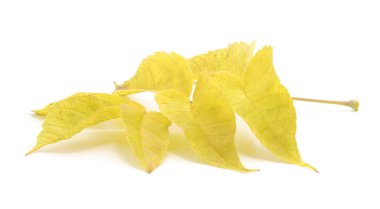 Beyaz bir arka plan üzerinde izole sarı sonbahar yaprakları.