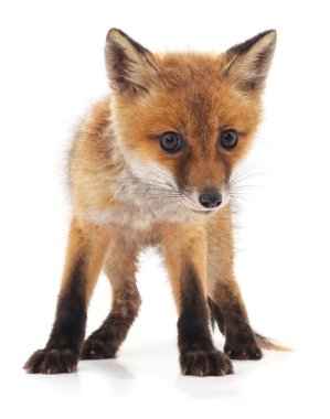 Beyaz arka planda izole edilmiş küçük kızıl tilki.