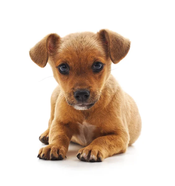 Ein Kleiner Brauner Welpe Auf Weißem Hintergrund — Stockfoto