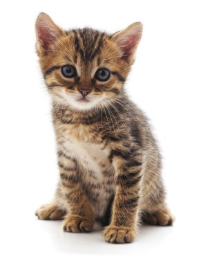Beyaz bir arka planda izole edilmiş küçük bir kedi yavrusu..