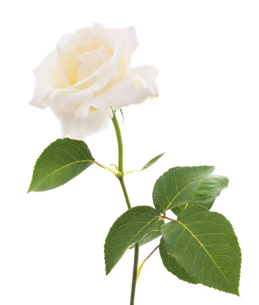 Одна Белая Роза Изолирована Белом Фоне — стоковое фото