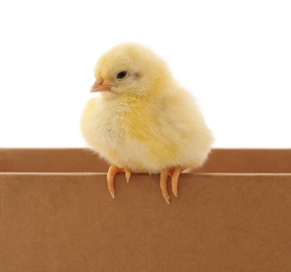 Pollo Caja Aislado Sobre Fondo Blanco — Foto de Stock