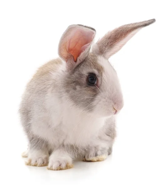 一只在白色背景上被分离的棕色兔子 — 图库照片