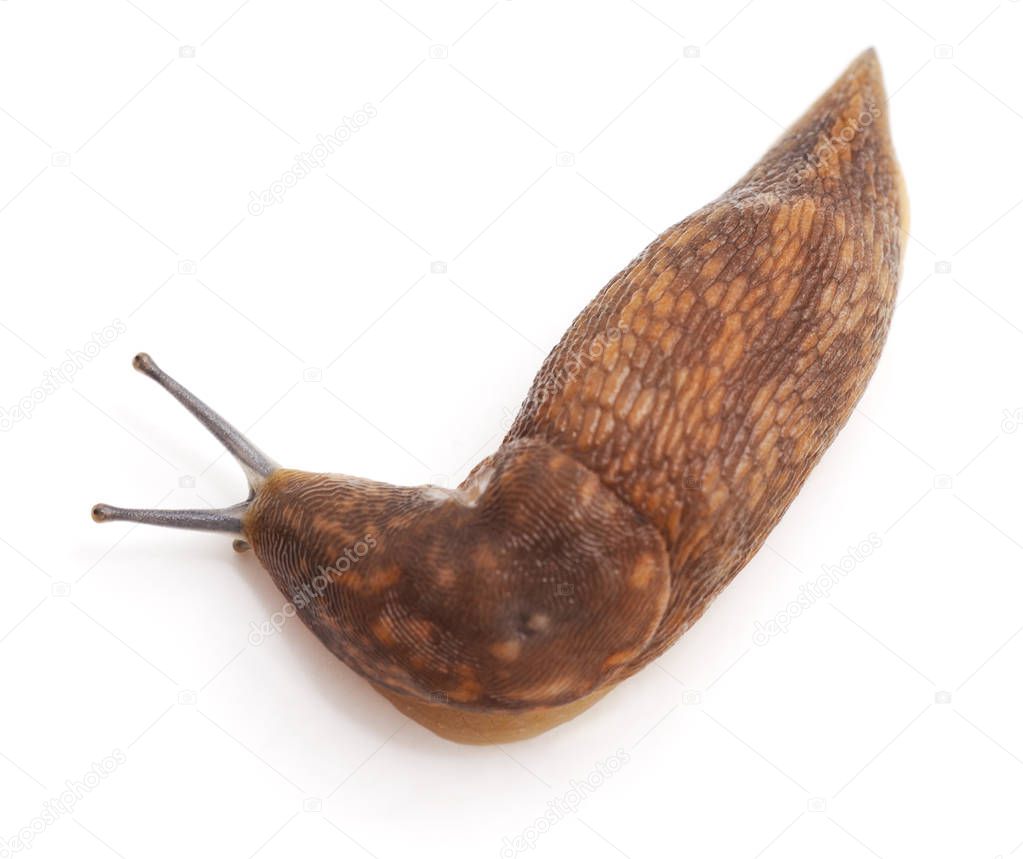 One large snail isolated on a white background.
