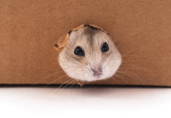 Hamster Branco Buraco Uma Caixa Papelão — Fotografia de Stock