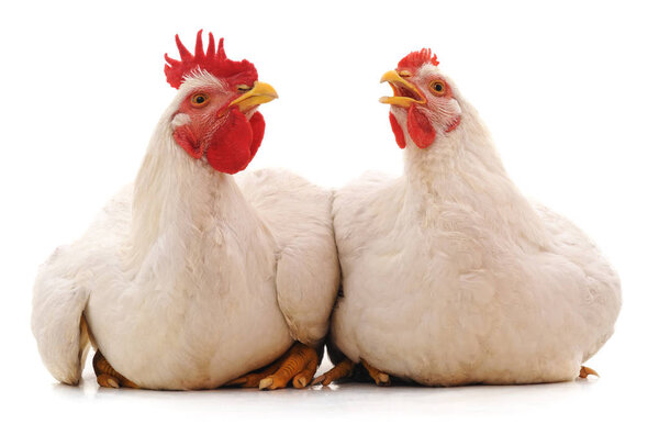 Two white chicken isolated on white background.