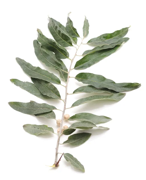Branch Wild Olives Isolated White Background — Stock Photo, Image