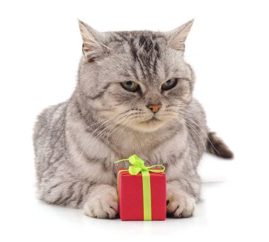 Kedi yavrusu ve hediyeler beyaz arka planda izole edilmiş..