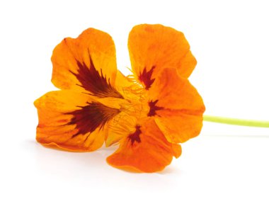 Bir portakal nasturtium beyaz bir arka plan üzerinde izole.