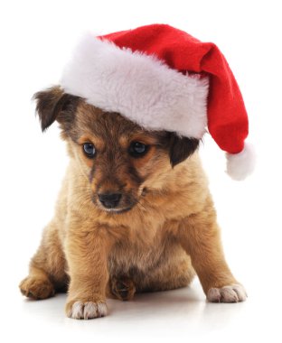 Beyaz arka planda izole edilmiş Noel şapkalı köpek..