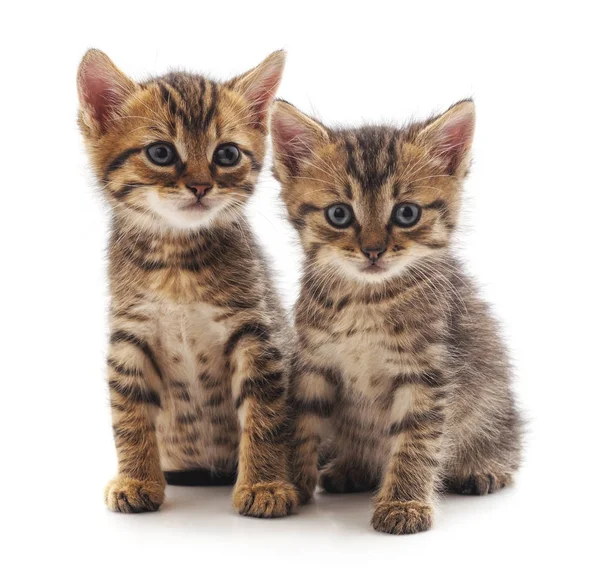 Two Small Kittens Isolated White Background — Stock Photo, Image