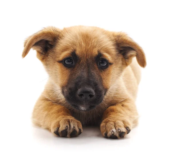 Pequeño Cachorro Marrón Aislado Sobre Fondo Blanco — Foto de Stock