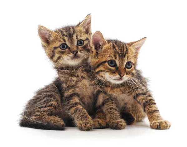 Two Small Kittens Isolated White Background Stock Image