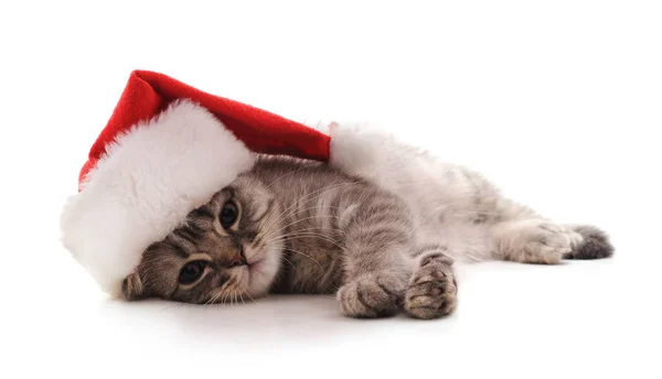 Malé Kotě Čepici Santa Bílém Pozadí — Stock fotografie