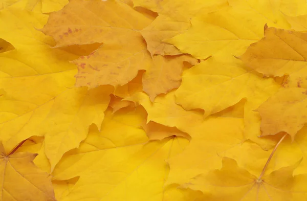 Grupo Belas Folhas Bordo Amarelo Outono — Fotografia de Stock