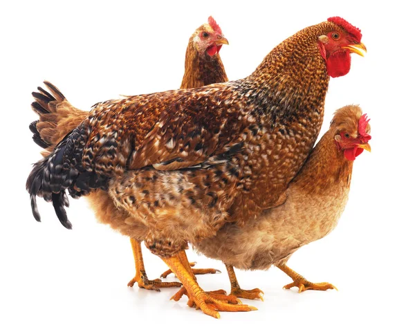 Τρία Καφέ Κοτόπουλο Που Απομονώνονται Λευκό Φόντο — Φωτογραφία Αρχείου