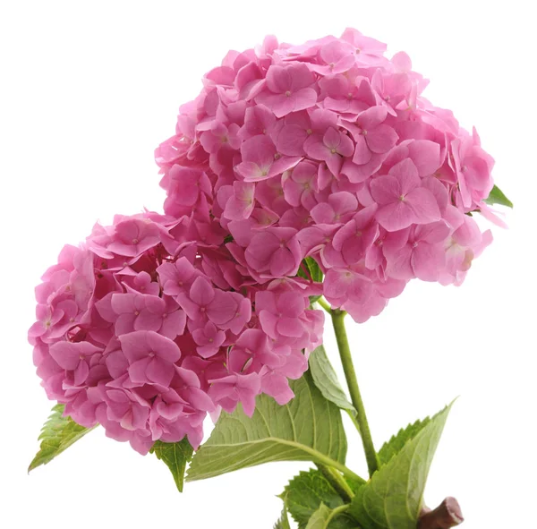 Roze Hortensia Met Bladeren Geïsoleerd Een Witte Achtergrond — Stockfoto