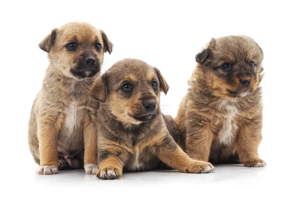 Três Cachorrinhos Pequenos Isolados Fundo Branco — Fotografia de Stock