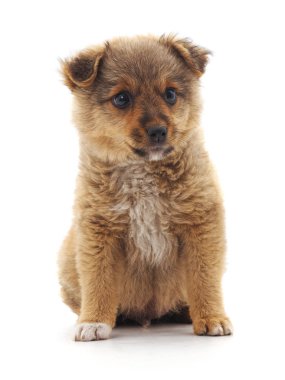 Kahverengi güzel köpek yavrusu beyaz arka planda izole edilmiş..