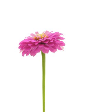 Beyaz arka planda izole edilmiş pembe bir zinya..