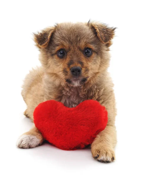 Cucciolo Con Cuore Giocattolo Sfondo Bianco — Foto Stock