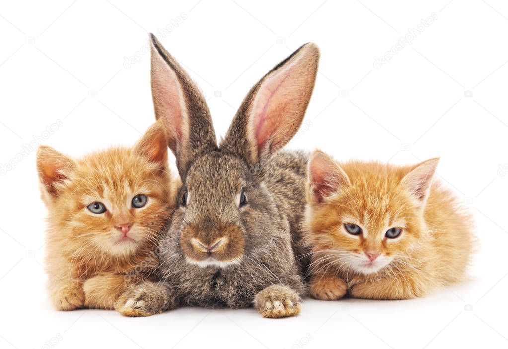 Red kittens and bunny isolated on a white background.