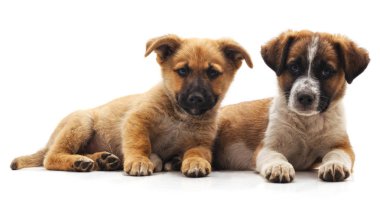 Beyaz bir arka plan üzerinde izole iki kırmızı köpek.