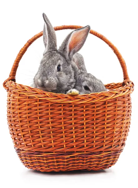 Little bunnies in a basket on a white background.