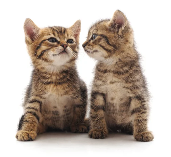 Two Small Kittens Isolated White Background — Stock Photo, Image