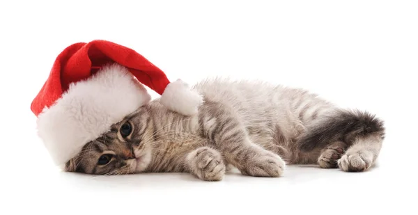 Kattunge Hatten Santa Vit Bakgrund — Stockfoto