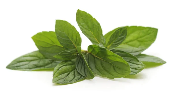 Leaves Green Mint Isolated White Background — Stock Photo, Image