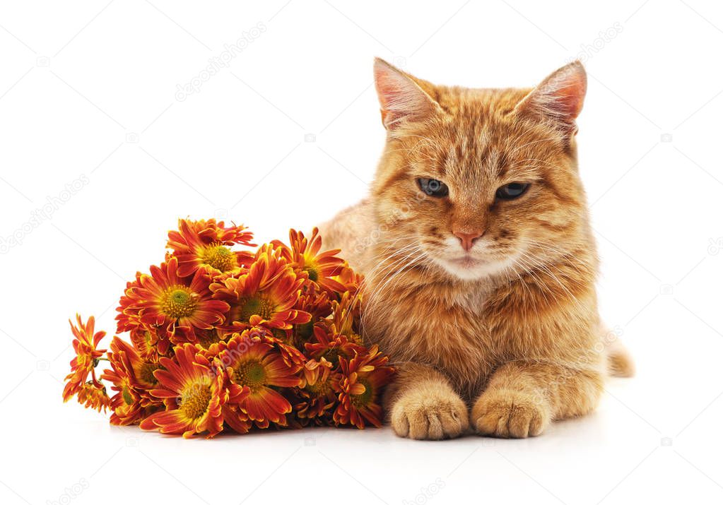 Brown cat and bouquet of chrysanthemums isolated on a white background.