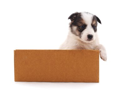 Beyaz bir arka plan üzerinde izole kutusunda köpek yavrusu.