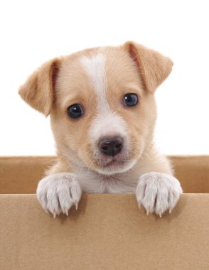 Beyaz arka planda izole bir kutuda kahverengi köpek yavrusu.