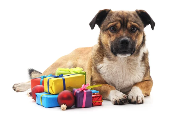 Cane Con Dono Isolato Sfondo Bianco — Foto Stock