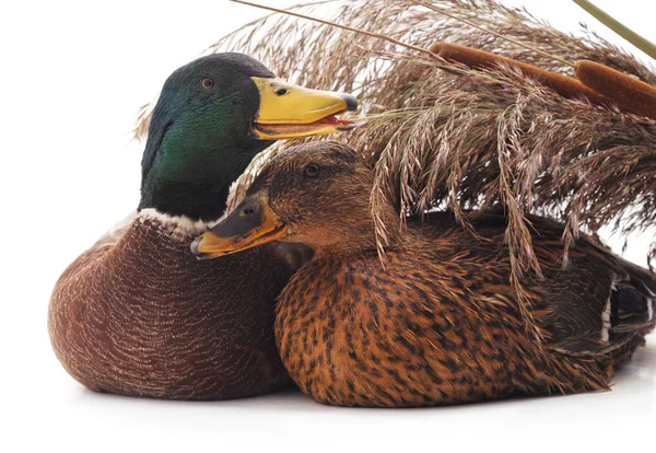 Dois Patos Selvagens Redor Bengala Isolados Sobre Fundo Branco — Fotografia de Stock