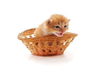 Beyaz arka planda izole edilmiş sepetteki kedi yavrusu..