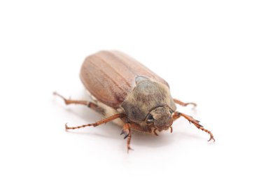 Bir kahverengi böcek beyaz arka planda izole edilmiş..