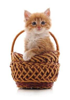 Beyaz bir arka plan üzerinde izole bir sepet içinde küçük yavru kedi.