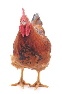 Beyaz bir arka plan üzerinde izole bir kırmızı horoz.