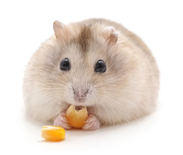 Hamster Que Come Isolado Fundo Branco — Fotografia de Stock