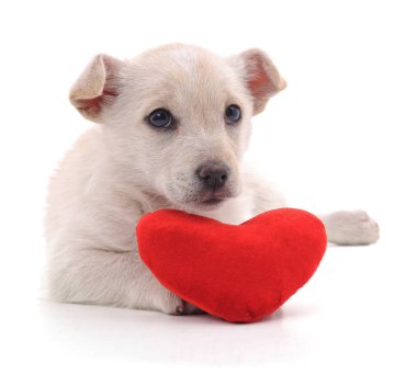 Kalbi beyaz arka planda izole edilmiş bir köpek yavrusu..