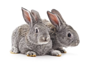 Beyaz arka planda iki gri tavşan..