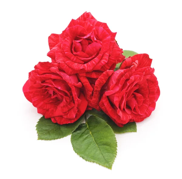 Bouquet Roses Rouges Isolées Sur Fond Blanc — Photo