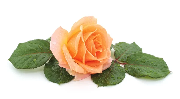 Belle Rose Avec Une Goutte Pluie Isolée Sur Fond Blanc — Photo