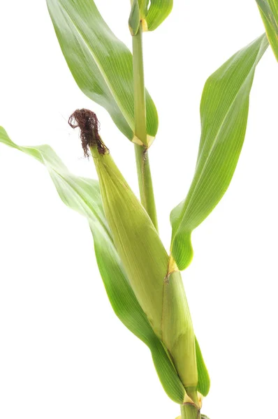 Зелена Кукурудза Листям Стеблом Білому Тлі — стокове фото