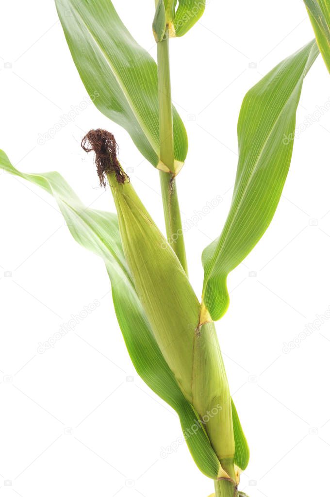 Green corn with leaves and a stalk on a white background.