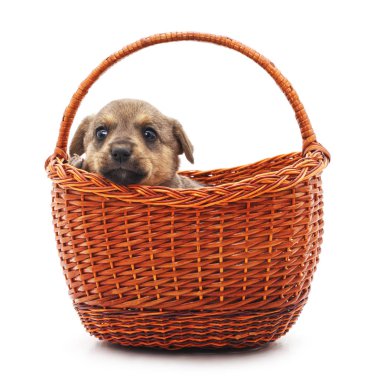 Beyaz arka planda izole edilmiş sepette küçük bir köpek yavrusu..