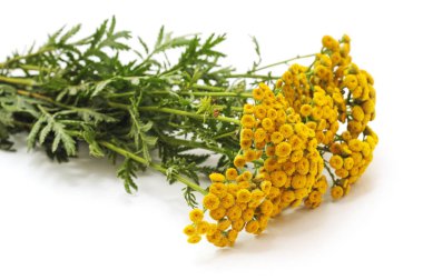 Beyaz arka plan üzerinde izole sarı çiçek buketi.